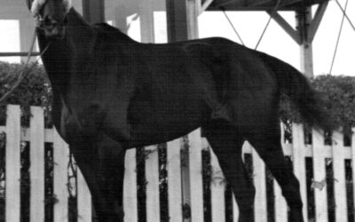 Stars of the Western Canada Handicap