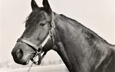 Secretariat’s Triple Crown: A Half Century Later