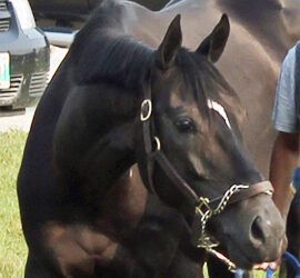 Master Lightning – 2014 Manitoba Derby Contenders