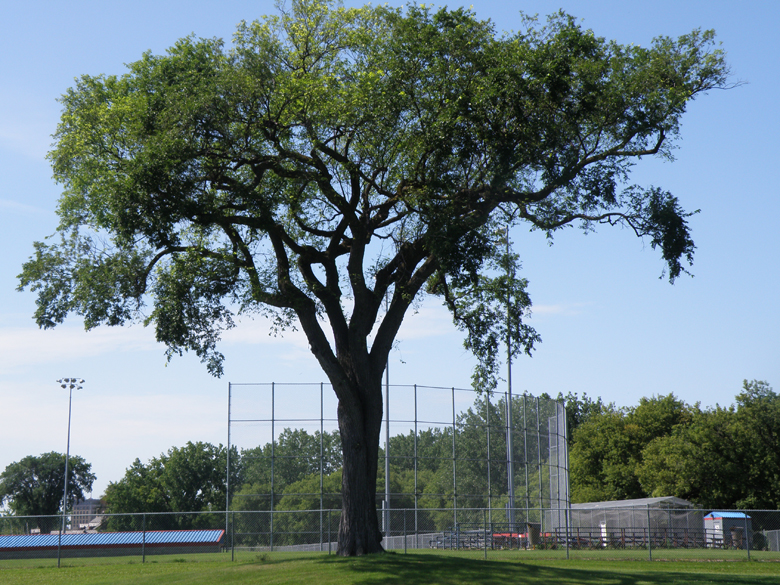The Whittier Park elm today.