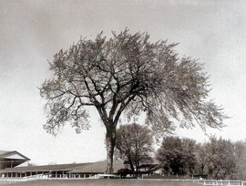 Whittier Park Tree