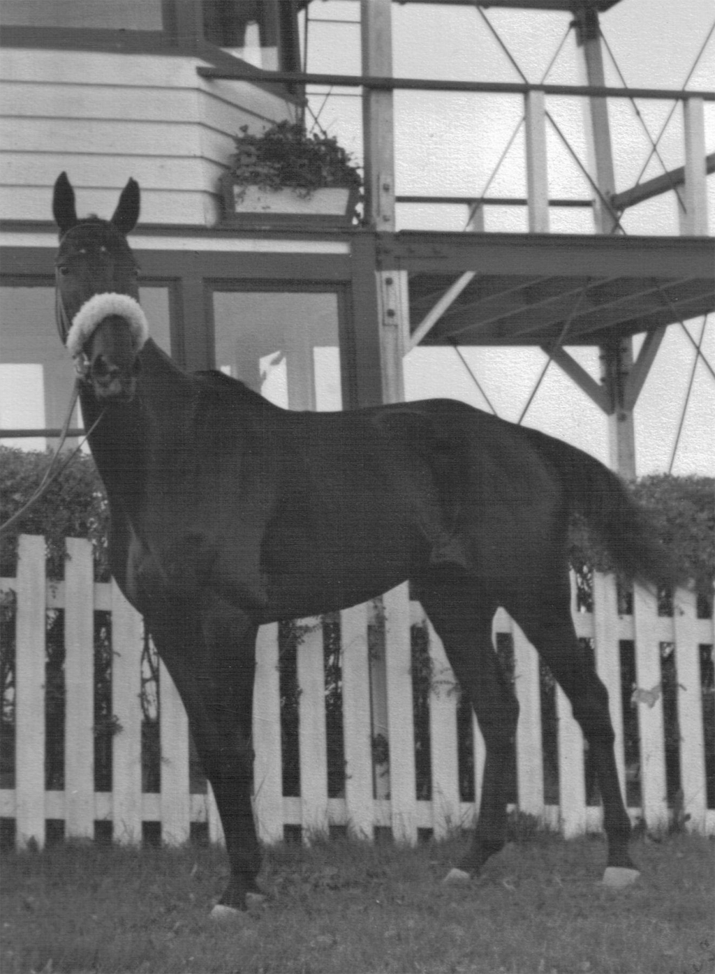 1935 Speers winner Joey, "The Peoples' Horse."