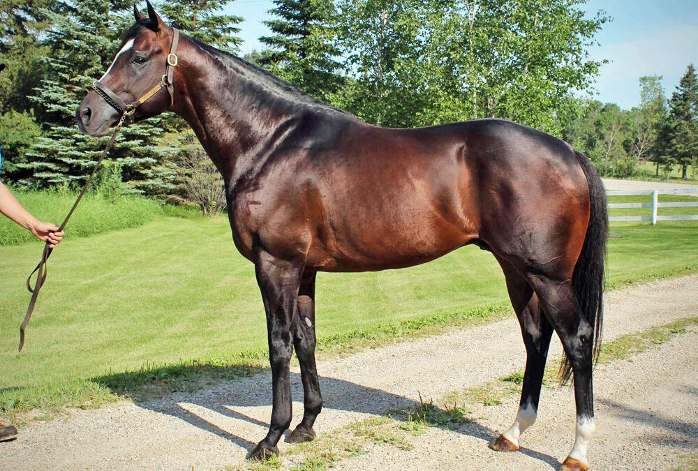 Manitoba Stallion Profile: Speculating