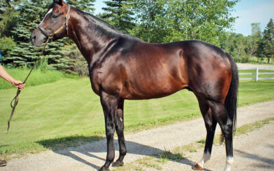 Manitoba Stallion Profile: Speculating