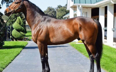 Saskatchewan Stallion Profile: Kurilov