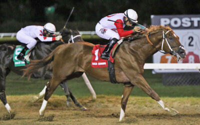 Manitoba Stallion Profile: Red Knobs