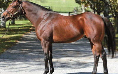 Manitoba Stallion Profile: Seattle Serenade