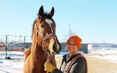 Horses Arrive in the ASD Backstretch