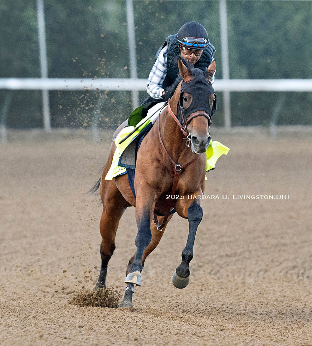 CitizenBull-BarbaraDLivingstonDRF-1k David Smook likes Citizen Bull as a longshot in the Kentucky Derby. (Barbara D. Livingston / DRF)
