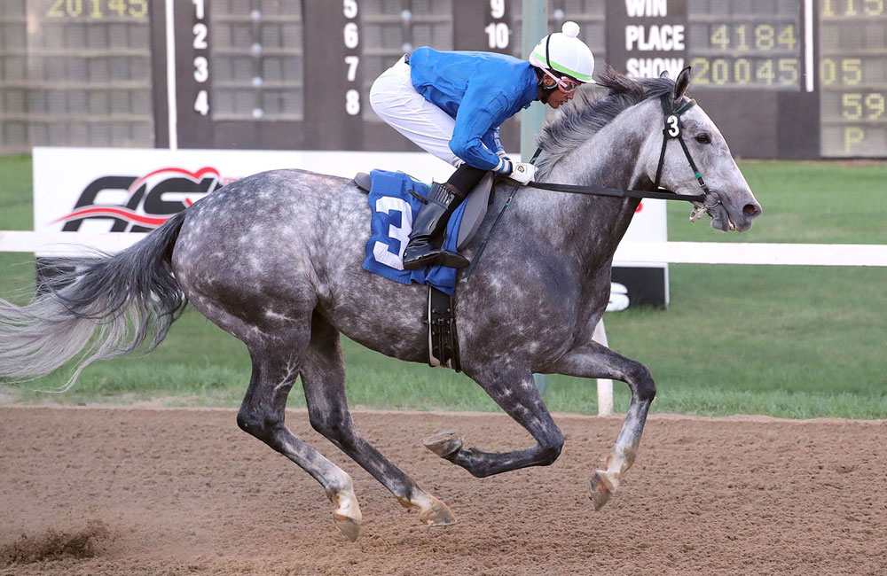 LoadAbroadDonGrayMemorial2025JasonHalstead1k Load Abroad wins the first race of the 2025 season at ASD, the Don Gray Memorial, for trainer Mike Nault. Prayven Badrie up. (Jason Halstead / Assiniboia Photo)