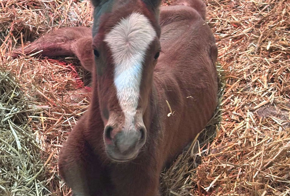 Dream Season: Ziprick Thoroughbreds Welcomes First Foals of 2026