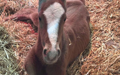 Dream Season: Ziprick Thoroughbreds Welcomes First Foals of 2025