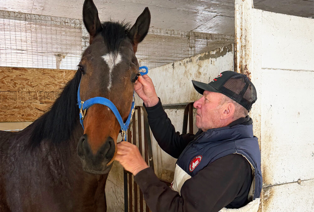 A Lifetime of Good Horses