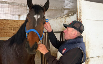 A Lifetime of Good Horses